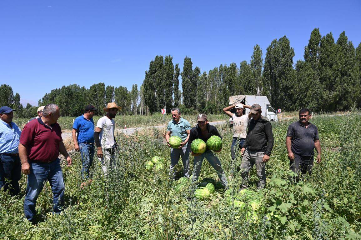 Konya'da üretiliyor, yarısı dış pazarda alıcı buluyor: Hasat vakti