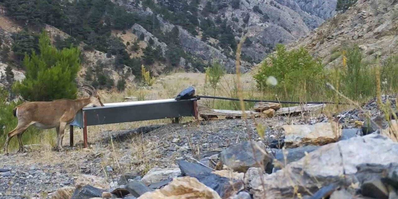 Tarım ve Orman Bakanlığı susuz kalan yaban hayvanlarına can oluyor