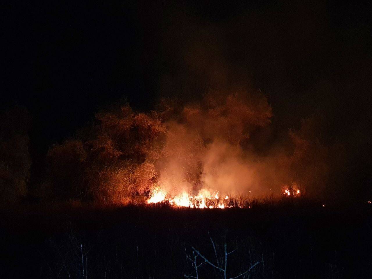 Anız yangınında yüzlerce ağaç kül oldu