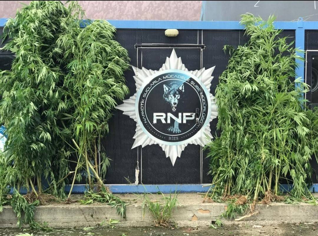 74 kök Hint keneviri ele geçirildi