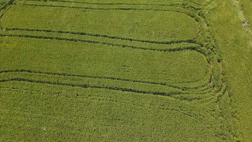Çeltik üreticisi tedirgin