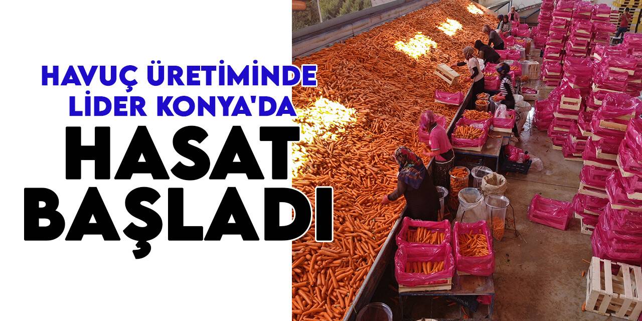 Havuç üretiminde lider Konya'da hasat başladı