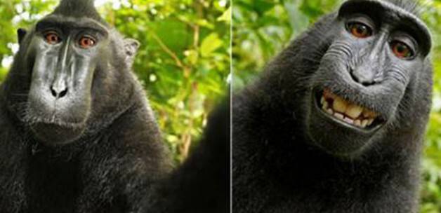 Maymun'un çektiği selfie ortalığı karıştırdı