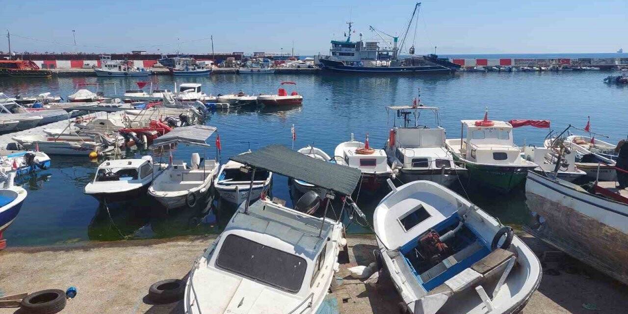 Hamsi ve lüfer bolluğu bekleniyor