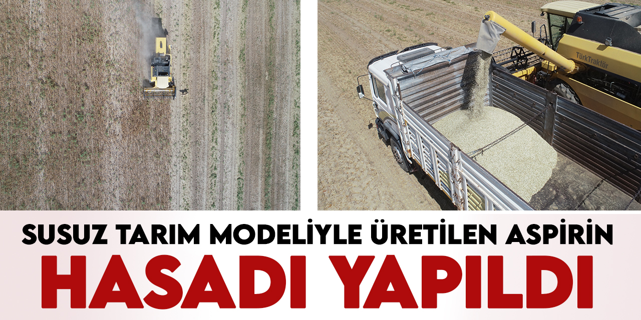 Konya Büyükşehir susuz tarım modeliyle ürettiği aspirin hasadını yaptı
