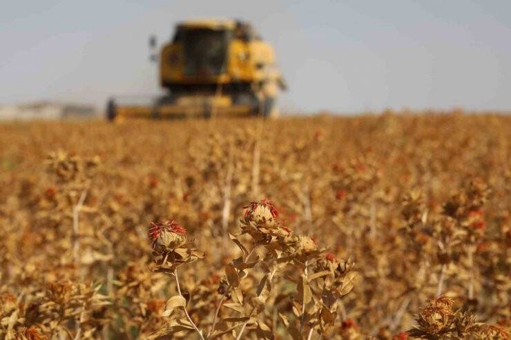 Başkan Altay aspir hasadının tamamlandığını duyurdu
