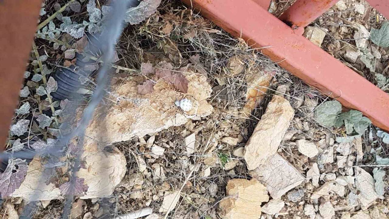 Dünyanın en zehirlilerinden,  Malatya’da görüldü