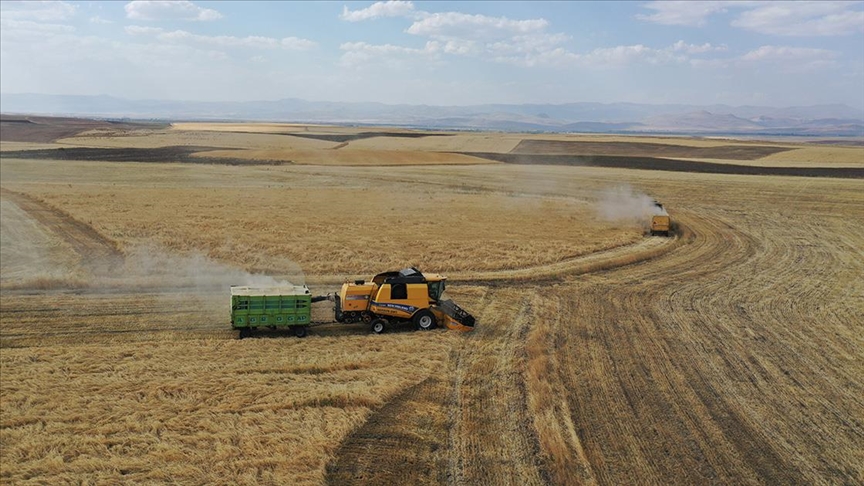 Eleşkirt Ovası'ndaki arazilerde hububat üretimi yaygınlaşıyor
