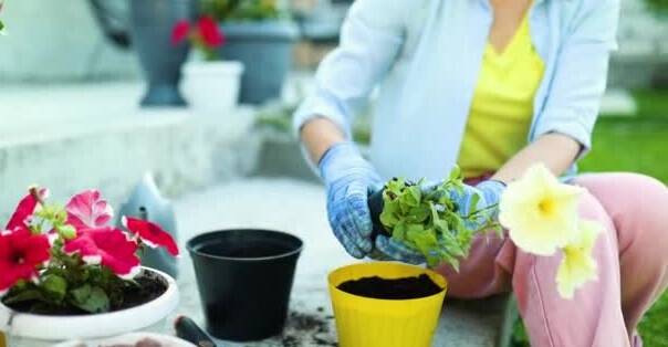 Bahçe tutkunları için eylül ayında ekilebilecek çiçekler