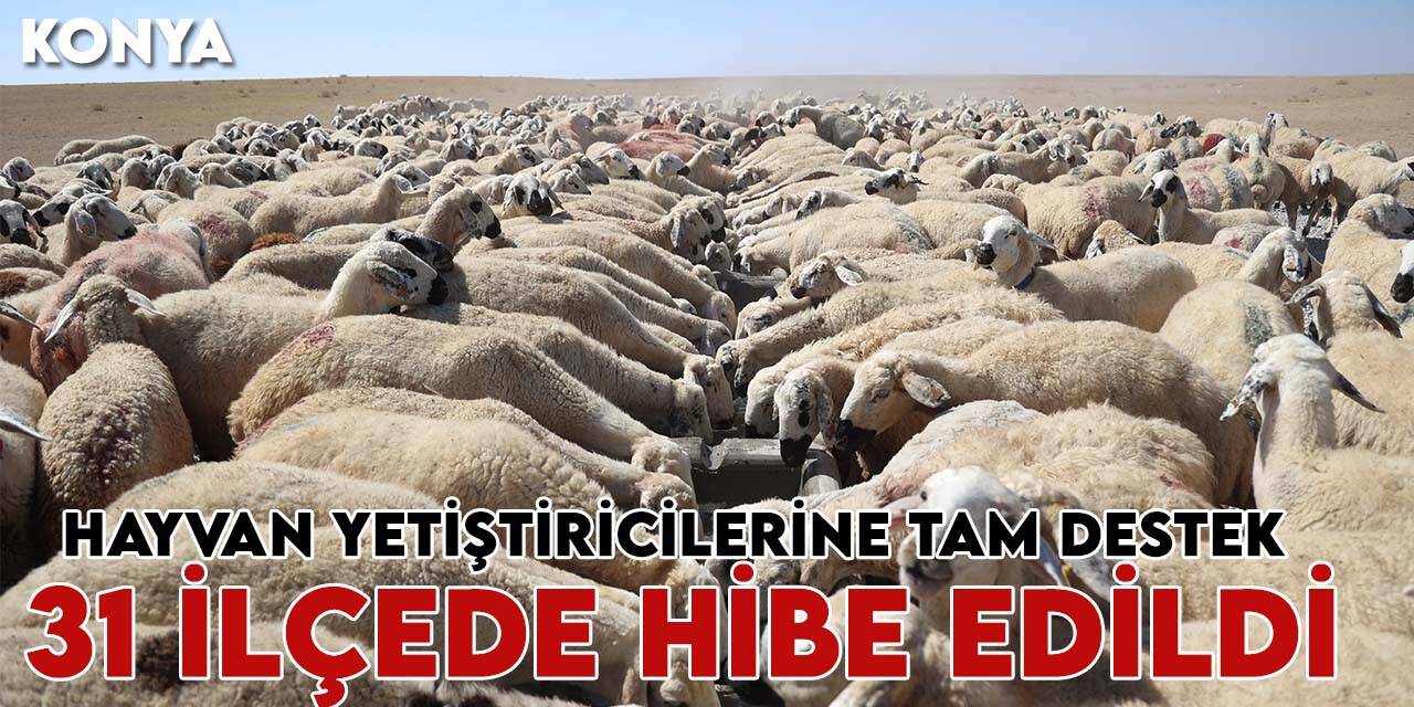 Konya Büyükşehir'den hayvan yetiştiricilerine tam destek: 31 ilçede hibe edildi