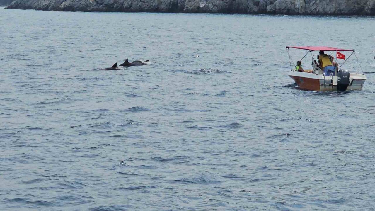 Yunus balıklarının dansı: İzleyenlerin yüzünü güldürdü
