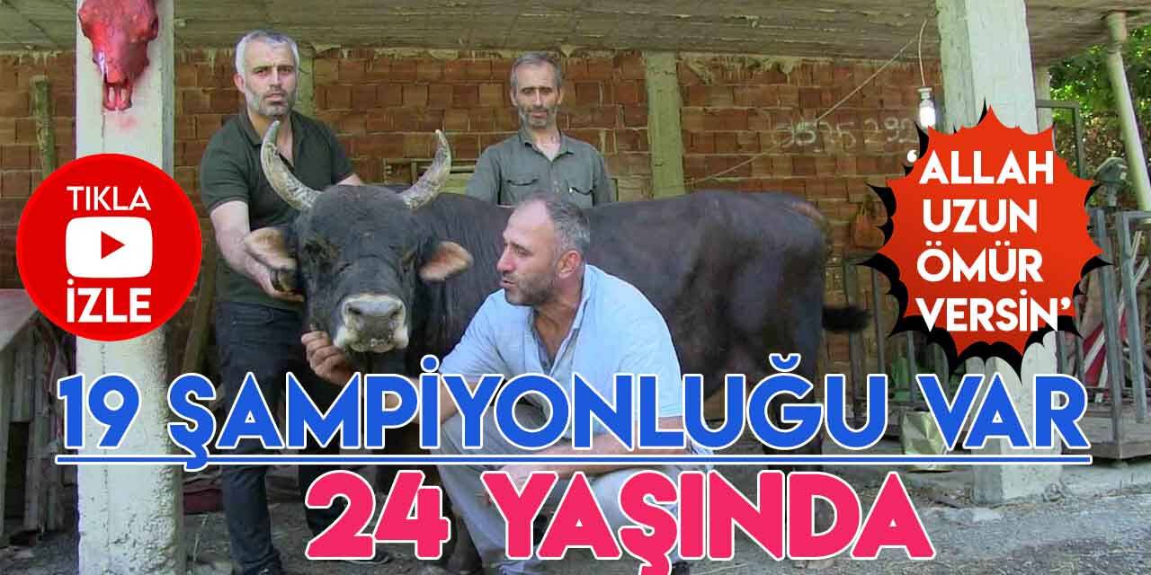 Uğruna arenalar yaptırılan 24 yaşındaki efsane şampiyon boğa sahibi ne derse anlıyor