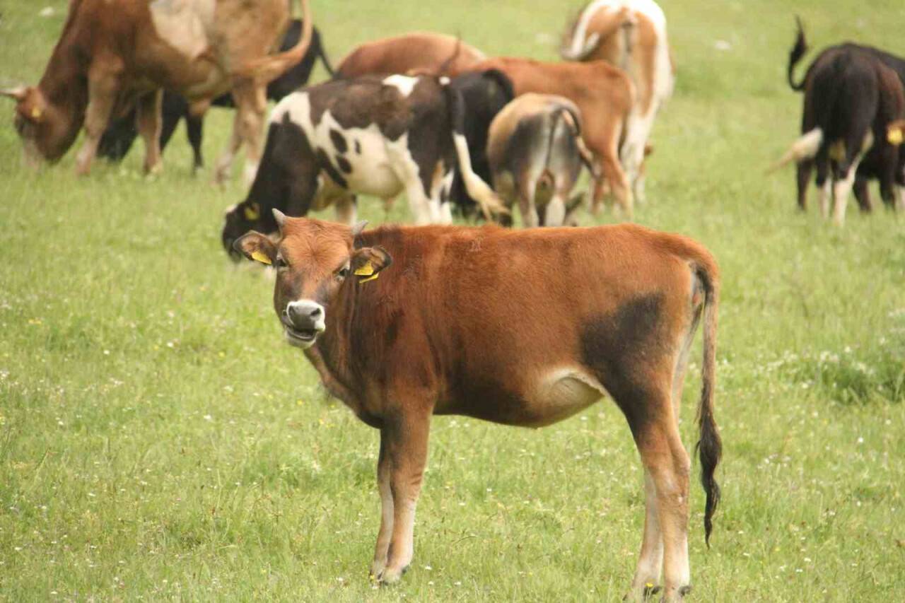 1 Eylül'de başladı: Beyşehir’deki tüm büyükbaşlarda tabi tutulacak
