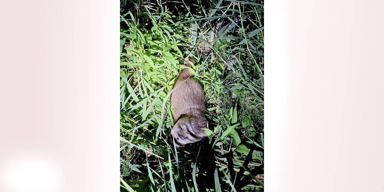 Çoruh'ta çıktı! Görenleri hayrete düşürdü