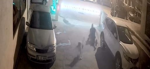 Yine sokak köpeği saldırısı: Evine giderken dehşeti yaşadı
