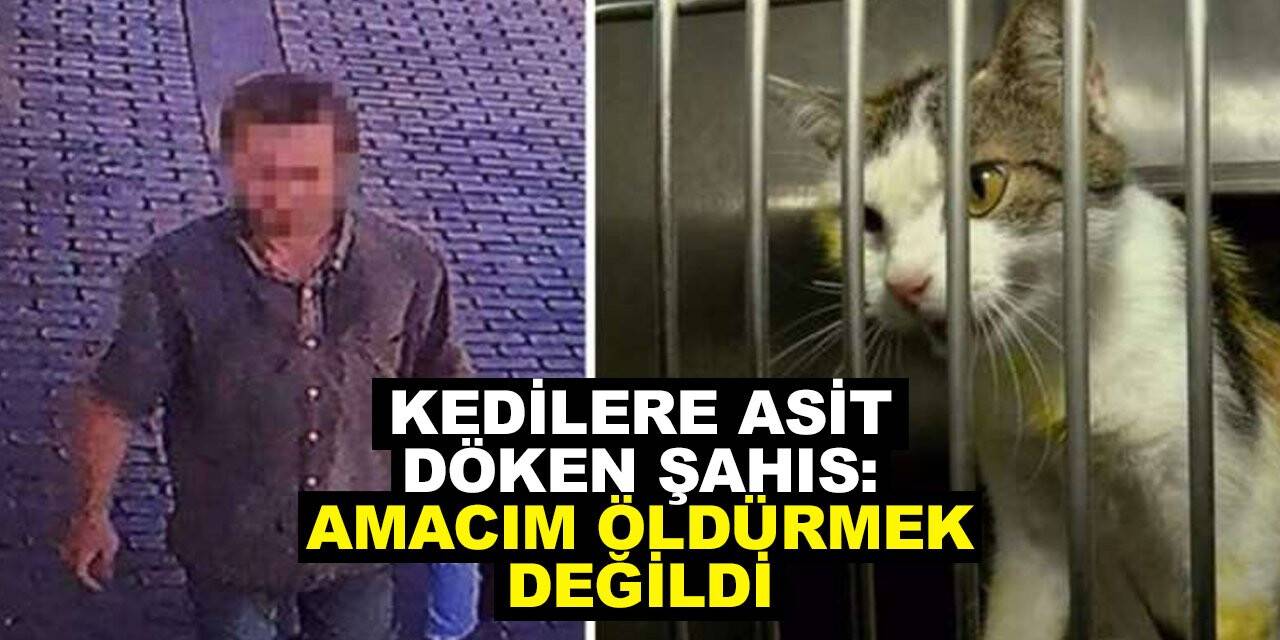 Kedilere asit döken şahıs: Amacım öldürmek değildi