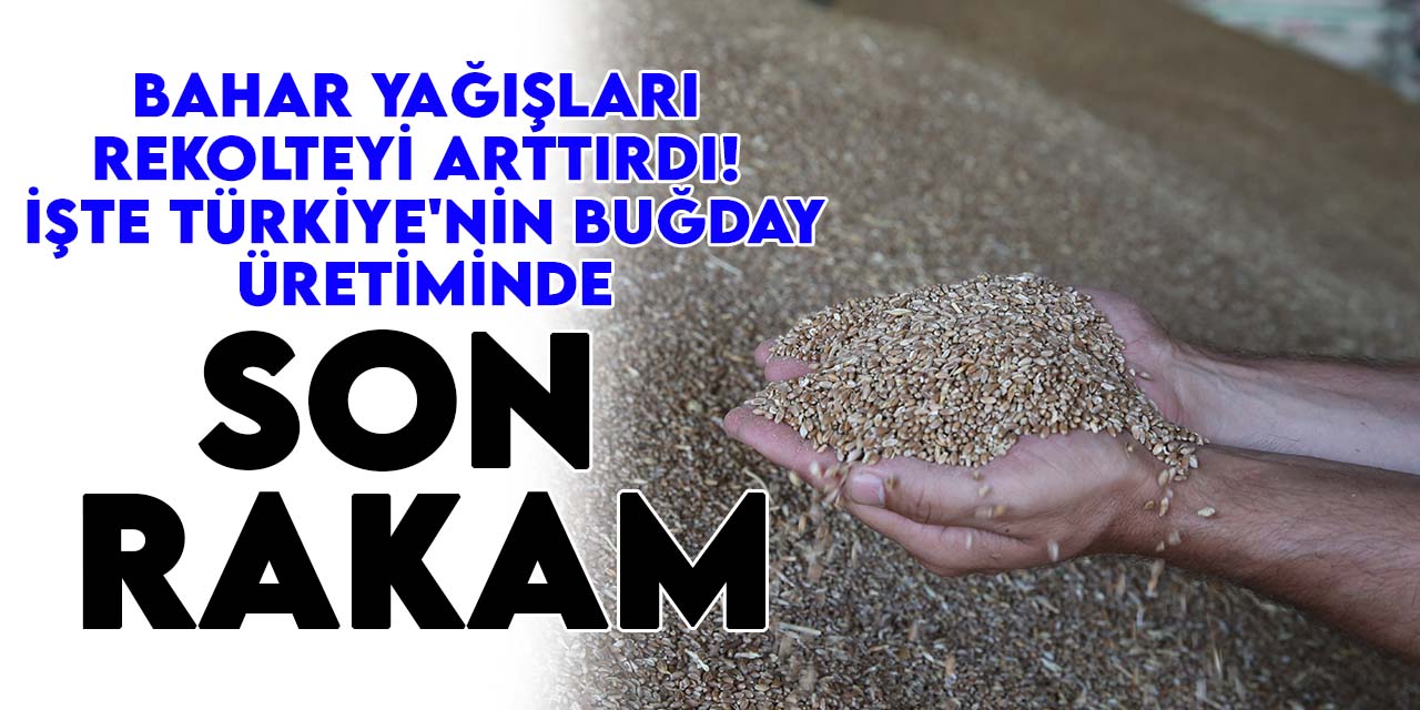 Bahar yağışları rekolteyi arttırdı! İşte Türkiye'nin buğday üretiminde son rakam