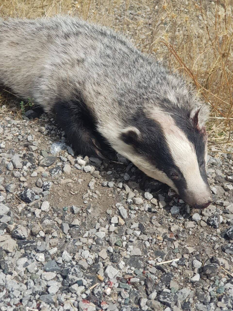 Türkiye’de en  nadir görülen canlı türlerindendi: Ölüsü bulundu