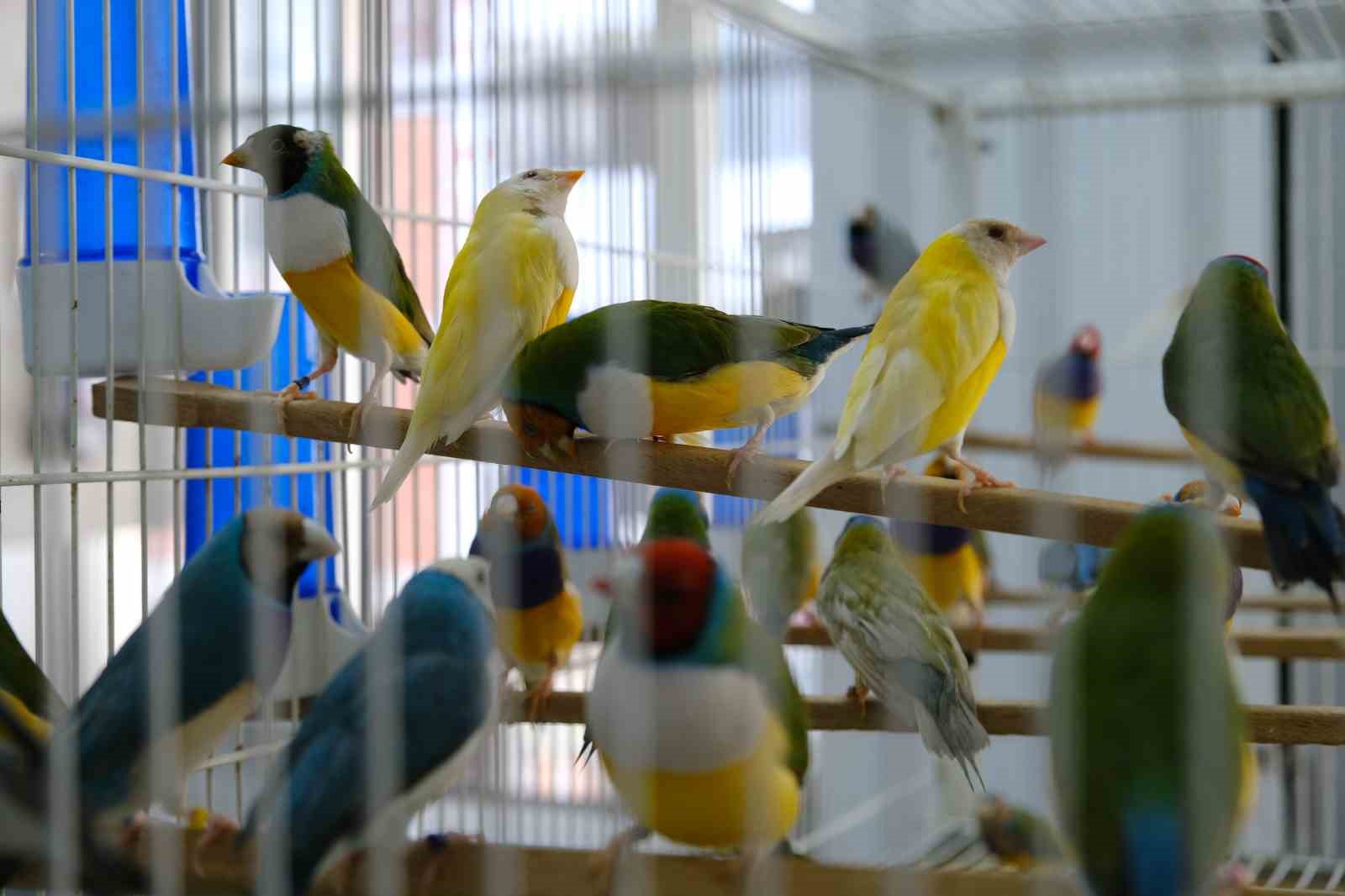 Egzotik kuşların belgeselleri aratmayan o görüntüleri