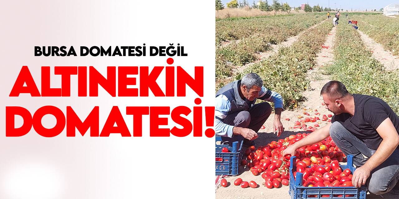 Salçalık ve sosluk domatesler Altınekin’den