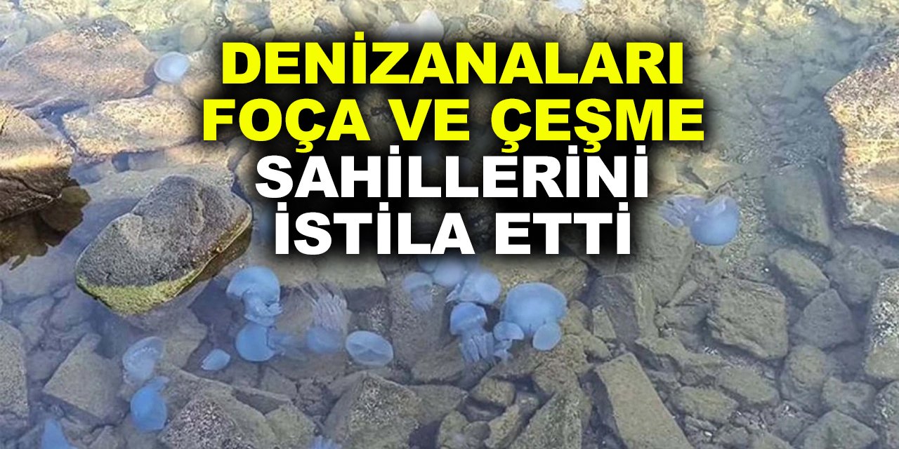 Foça'dan sonra Çeşme'de de denizanası istilası