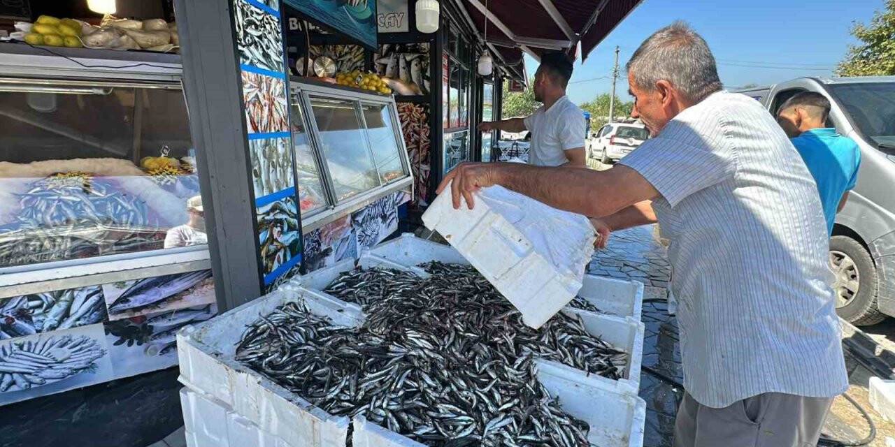 Hamsi fiyatı 20 liraya kadar düştü