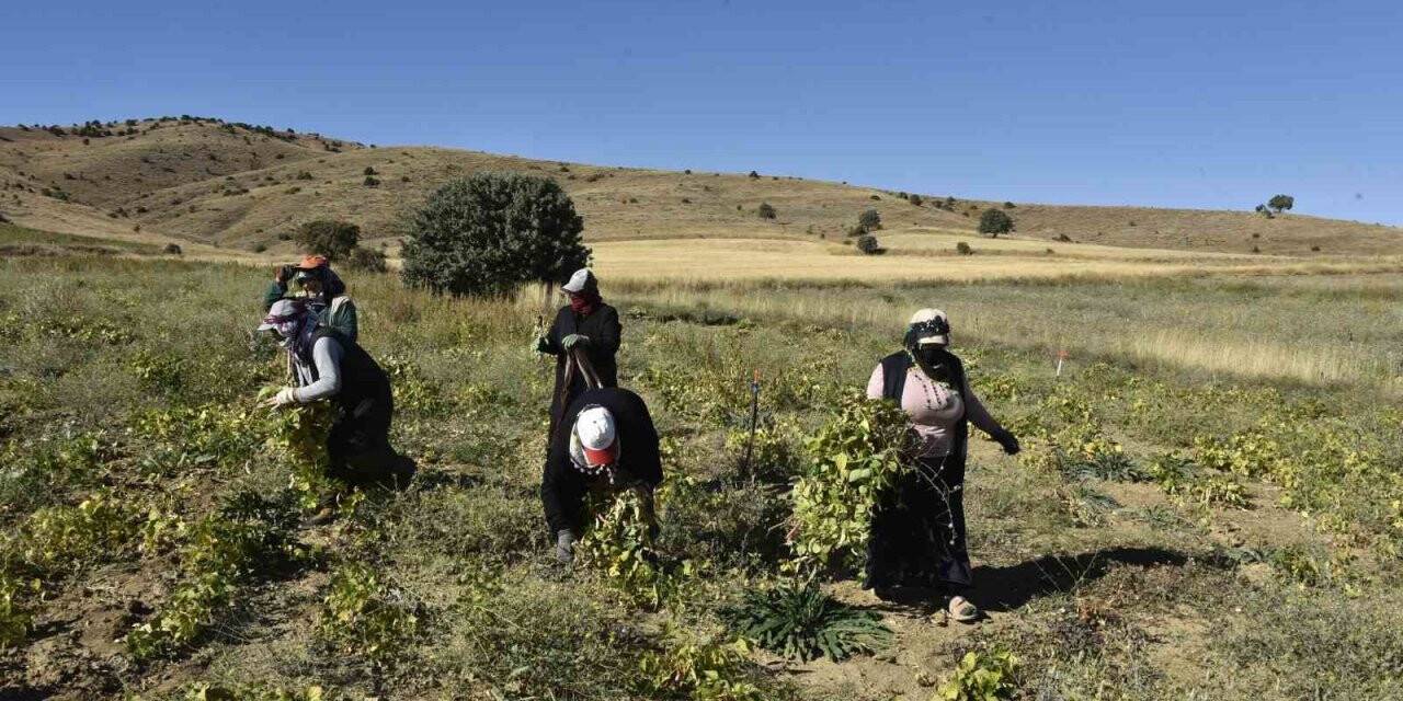 Gümüşhane’de kuru fasulye hasadı devam ediyor