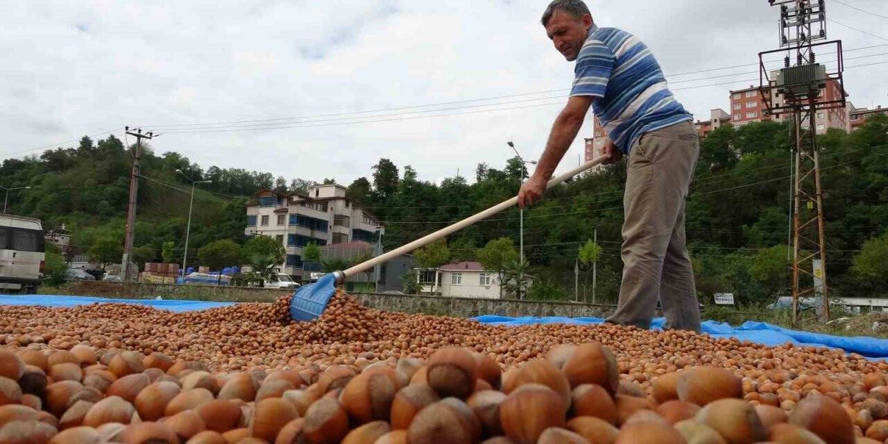 Serbest piyasada fındık fiyatı 100 lirayı aştı