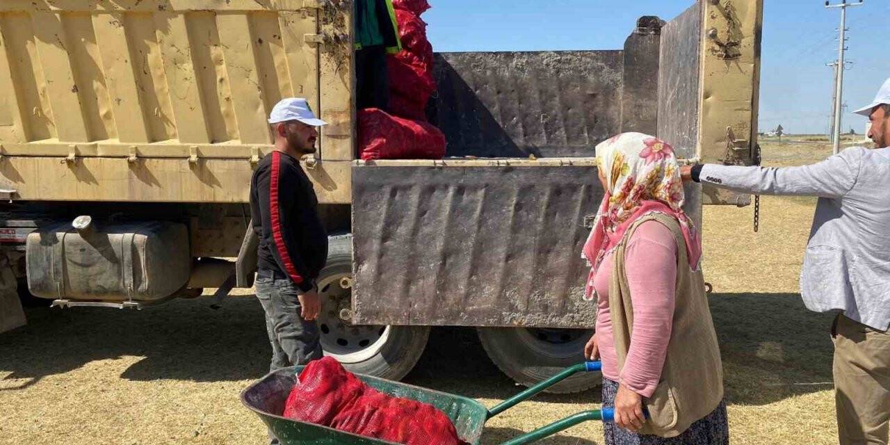 Ereğli Belediyesi'nden vatandaşa salçalık biber