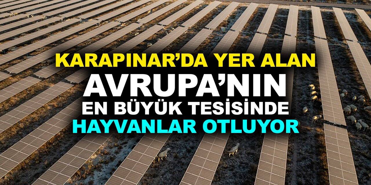 Karapınar'da yer alan Avrupanın en büyük tesisinde hayvanlar otluyor