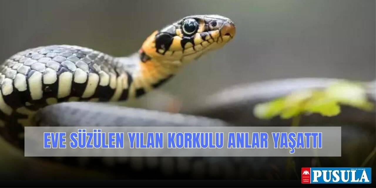 Evin içerisine giren yılan perdeden süzülerek inmeye çalıştı
