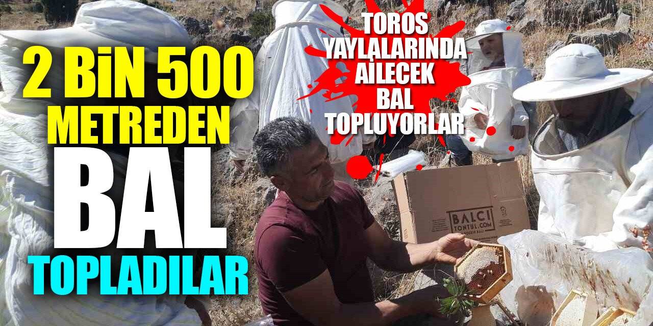 2 bin 500 metredeki Toros yaylalarından bal topladılar