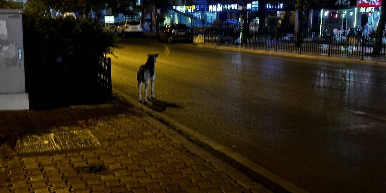 Köpekler Konya Adalhan’ı ele geçirdi