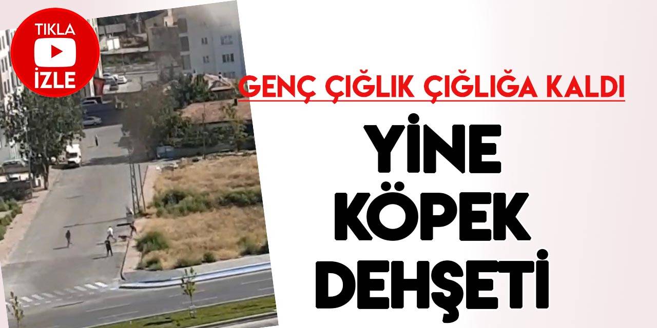 Yine köpek dehşeti! Gence böyle saldırdı