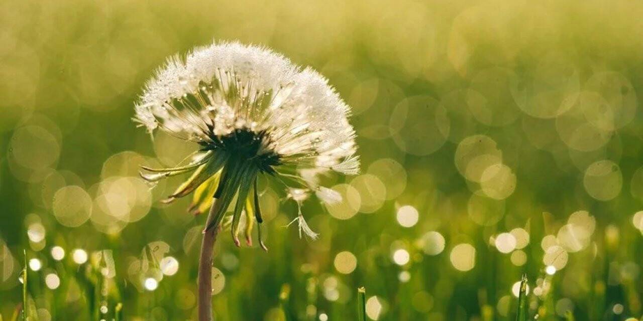 Karahindibahanın inanılmaz faydaları