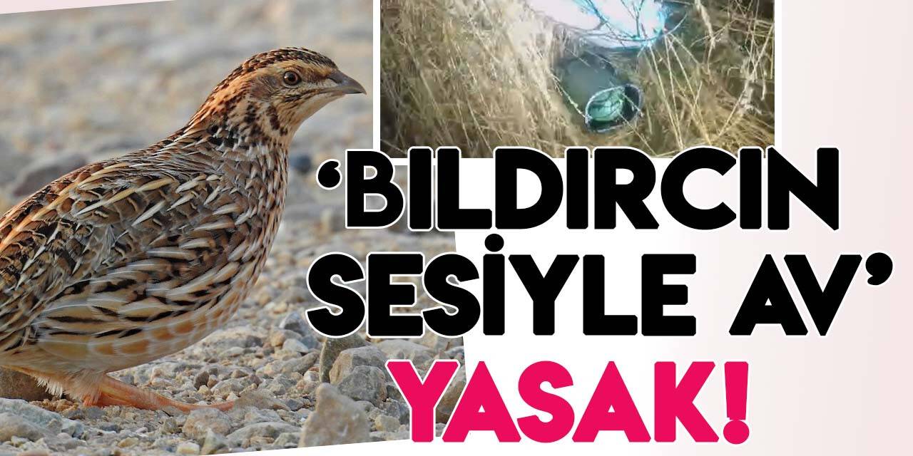 Yasak olmasına rağmen bıldırcın sesi ile avlananlar yakayı ele verdi