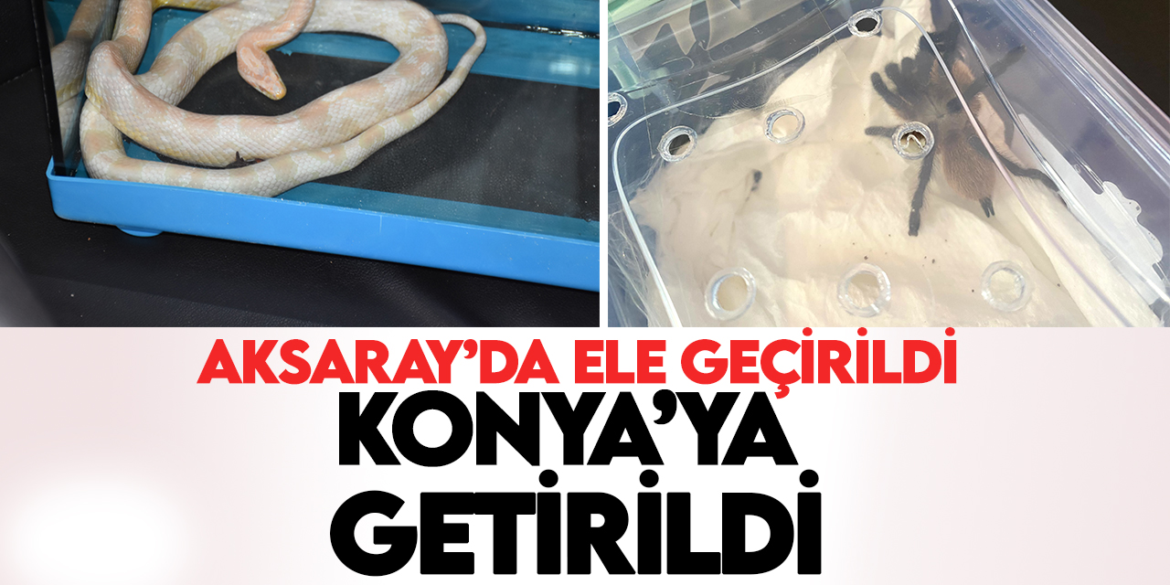 Aksaray'da ele geçirilen Mısır yılanı ve tarantula Konya'ya getirildi