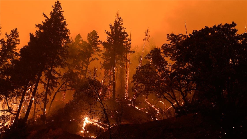 Orman yangınlarıyla mücadelede "küçükbaş hayvancılığı" önerisi