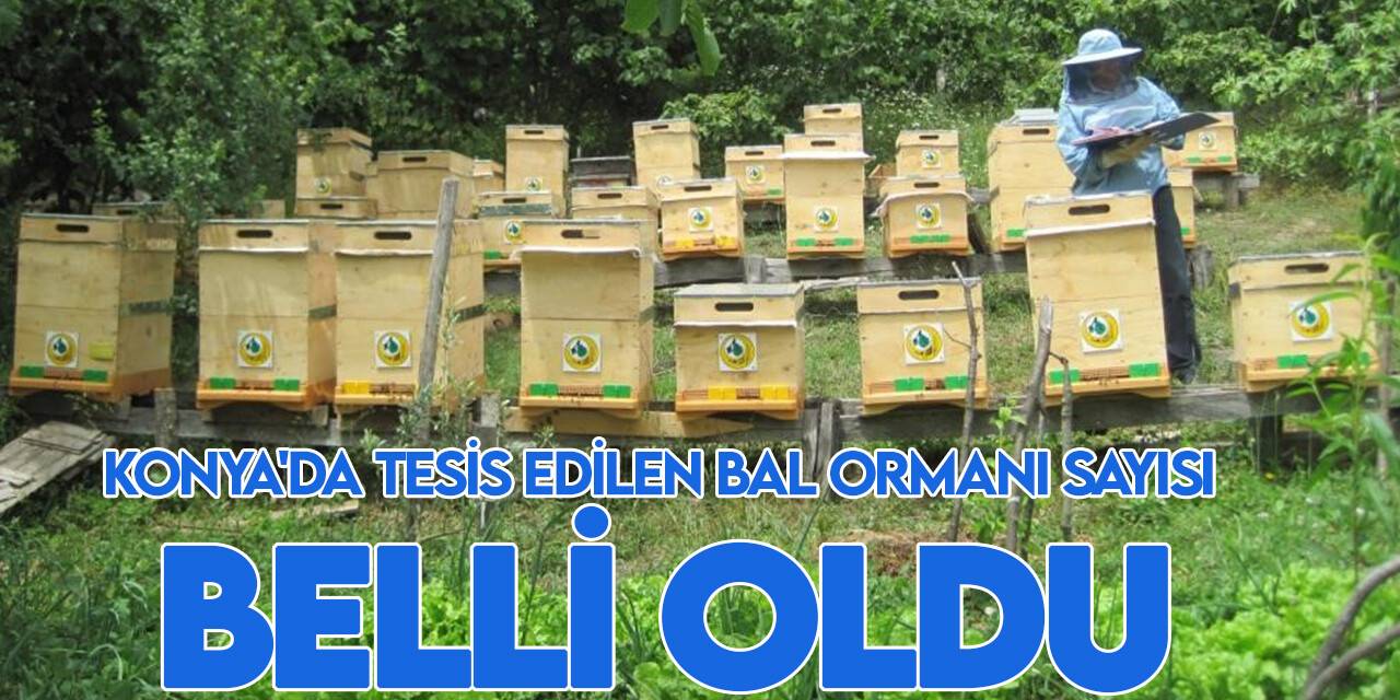 Bal ormanlarının sayısı artıyor: İşte Konya'da tesis edilen bal ormanı sayısı