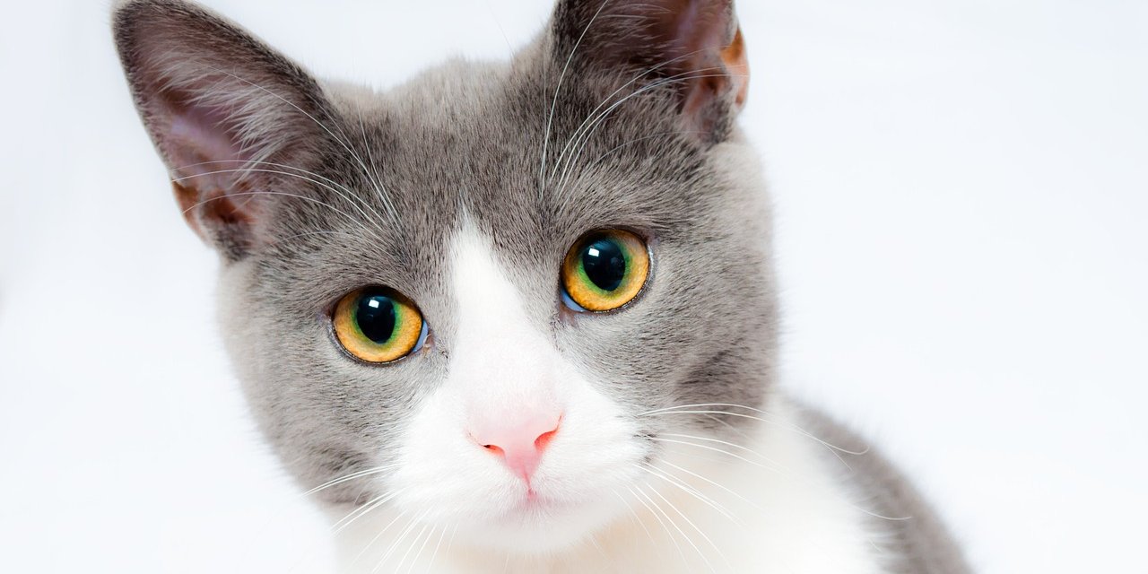 Kedilerin pek bilinmeyen  5 özelliği! En iyi onları besleyenler bilebiliyor
