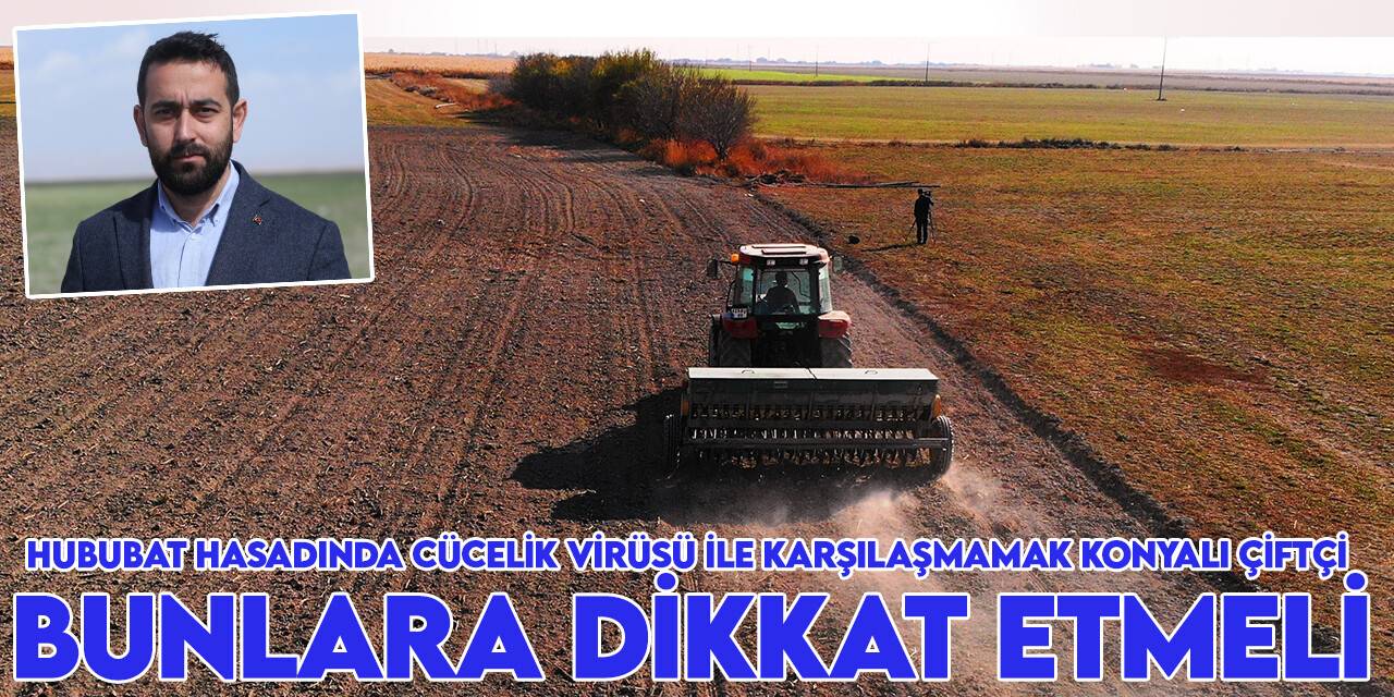 Konyalı uzman uyardı! Hububat hasadında cücelik virüsü ile karşılaşmamak Konyalı çiftçi bunlara dikkat etmeli