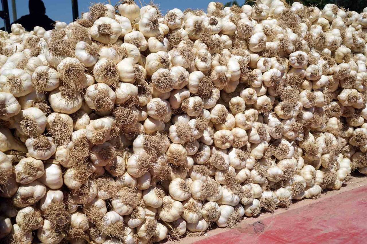 AB tescilli üründe yaşanan verim kaybı üreticisini üzdü