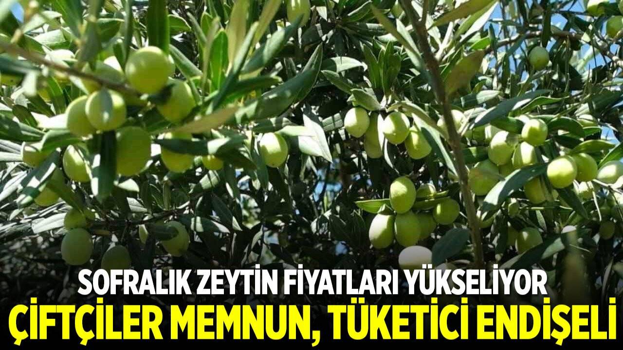 Sofralık Zeytin Fiyatları Yükseliyor: Çiftçiler memnun, tüketiciler endişeli