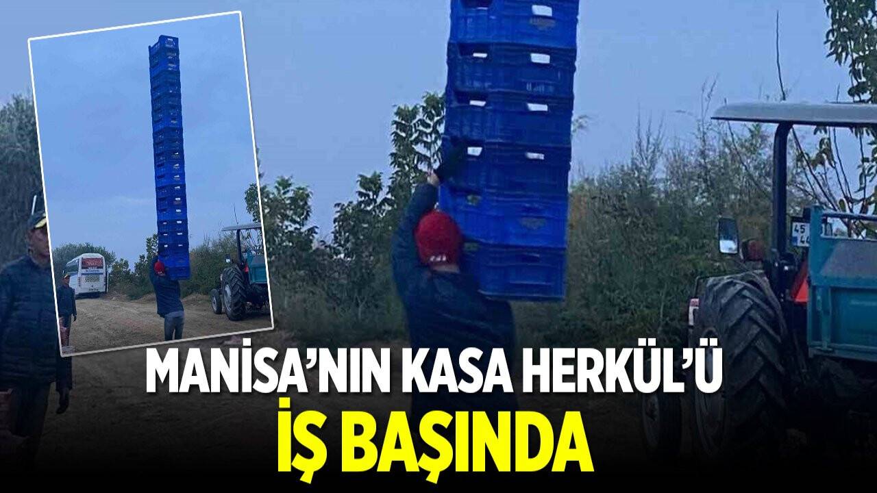 "Üzüm bağlarında olağanüstü performans: Kasa Herkül'ü Mestan Benek!"