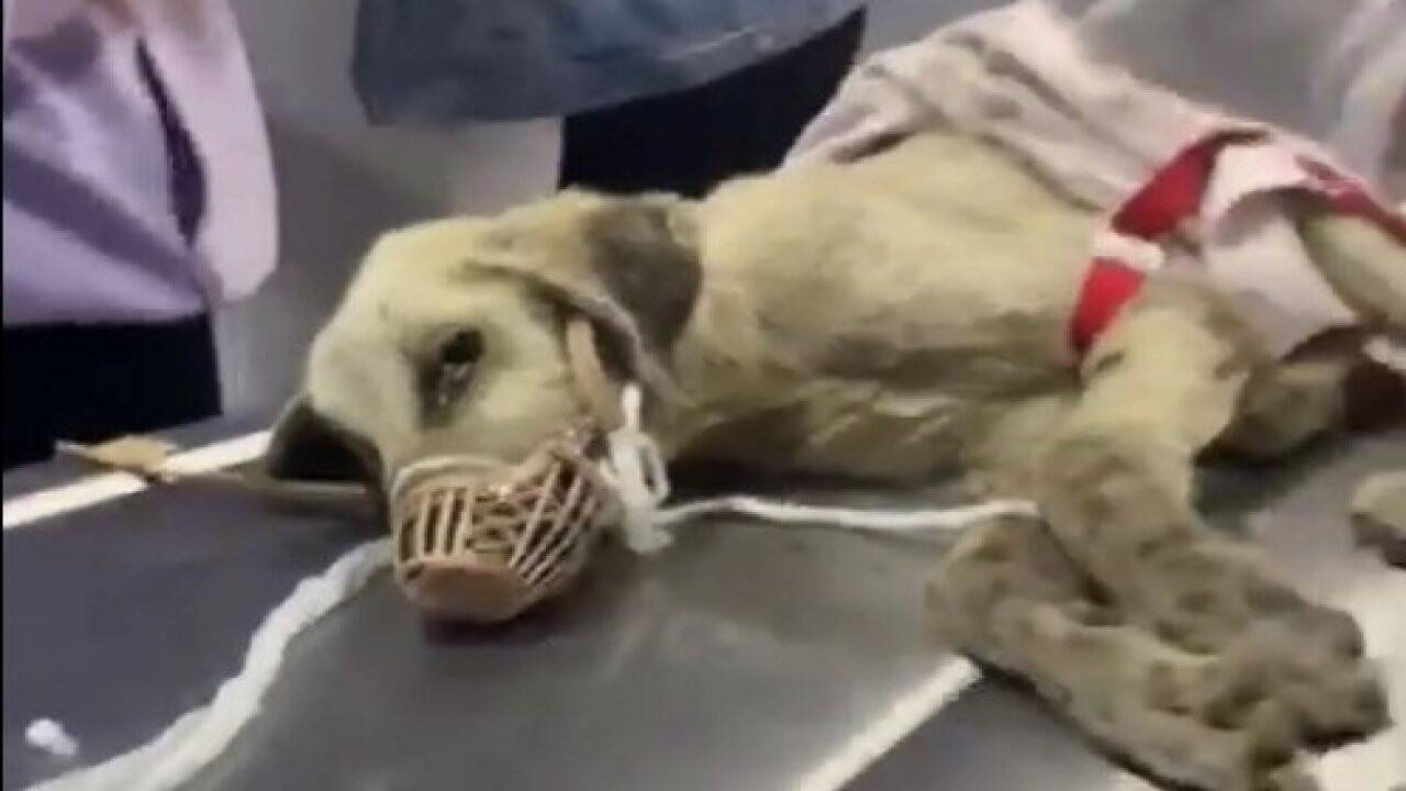 Yaralı bulunan köpek Konya Hayvan Hastanesi'ne emanet