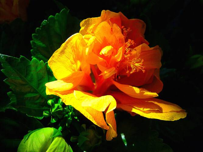 Dünyanın Her Yerine Çiçek Gönderimi