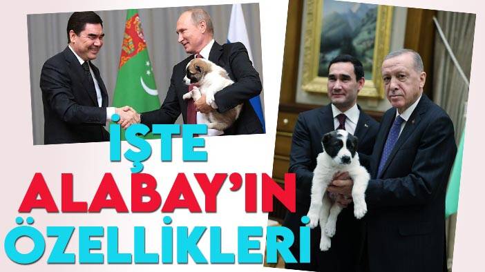 Berdimuhammedov'un Cumhurbaşkanı Erdoğan'a hediye ettiği  "Alabay" cinsi köpeğin özellikleri neler?