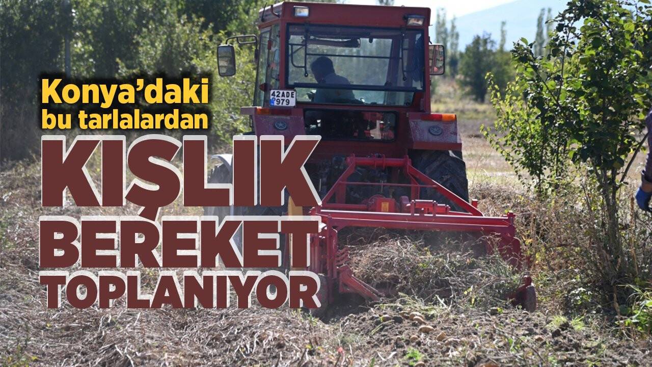 Konya’daki bu tarlalardan kışlık bereket toplanıyor