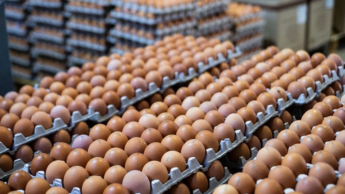 Rekabet Kurumundan yumurta üreticilerine 98 milyon TL'lik ceza