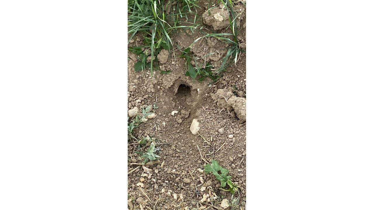 Çiftçilere "Tarla Faresi" ile mücadele eğitimi